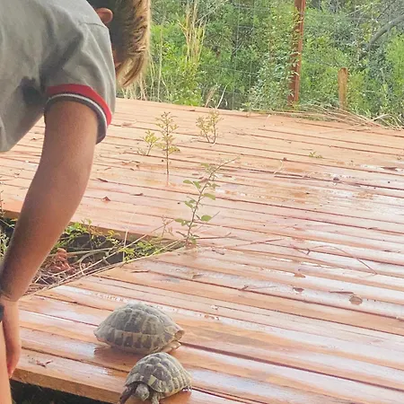 White And Camping Drymades